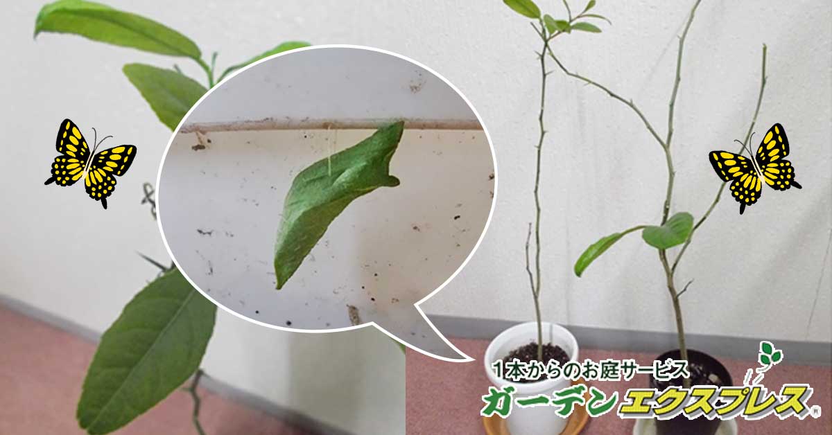 アゲハ蝶の幼虫に葉っぱを食べられた！！】レモンの葉っぱを食べる幼虫